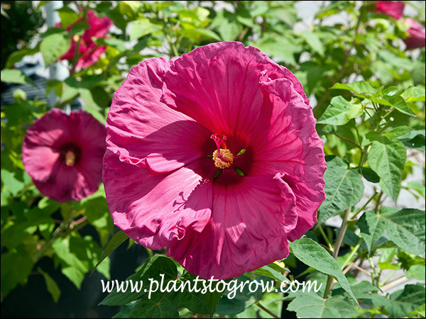 Large, bright magenta to pink flowers.